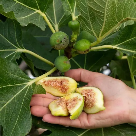 Domus Terra Mare トッレ・サン・ジョヴァンニ・ウジェント